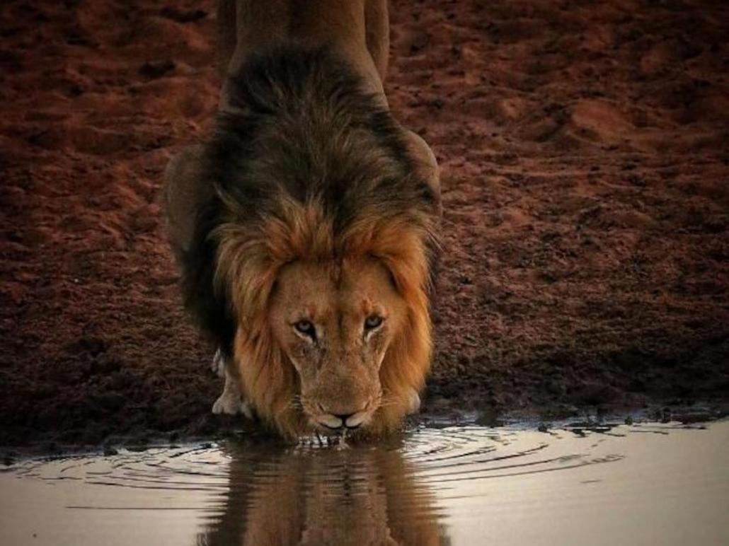 Honeyguide Tented Safari Camps - Mantobeni Wildreservat Manyeleti Exterior foto