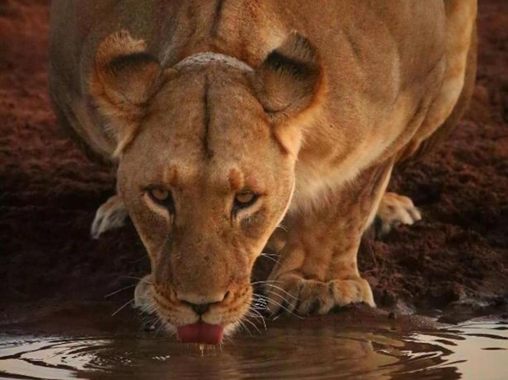 Honeyguide Tented Safari Camps - Mantobeni Wildreservat Manyeleti Exterior foto