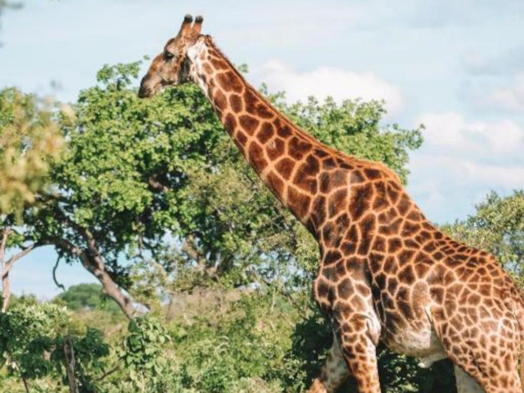 Honeyguide Tented Safari Camps - Mantobeni Wildreservat Manyeleti Exterior foto
