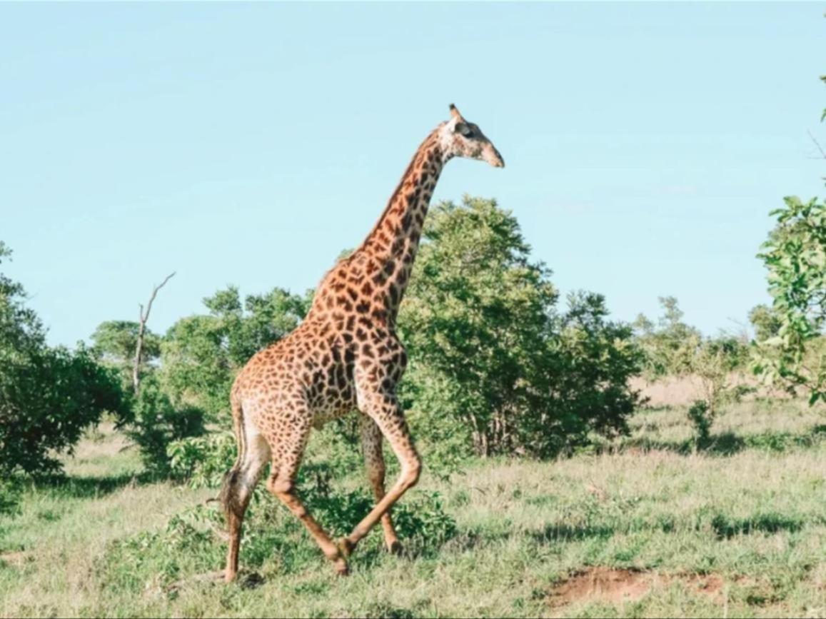 Honeyguide Tented Safari Camps - Mantobeni Wildreservat Manyeleti Exterior foto